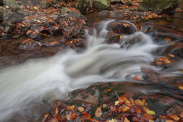 Fließendes Wasser in der Ilse mit Herbstlaub  Ilsetal am Heinrich-Heine-Weg im Nationalpark Harz  Deutschland