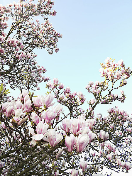 Magnolienblüten  Nordrhein-Westfalen  Deutschland