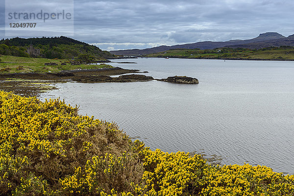 Meeresbucht bei Ebbe mit Ginsterbüschen im Frühjahr im Dorf Dunvegan auf der Isle of Skye in Schottland  Vereinigtes Königreich