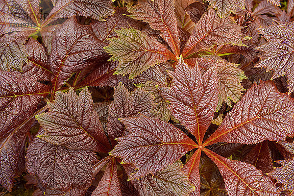 Nahaufnahme der Pflanze Giant saxifragaceae (Rodgersia podophylla) in Dunvegan auf der Isle of Skye  Schottland