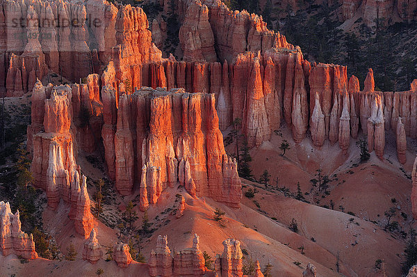 Hoodoos der Claron-Formation bei Sonnenaufgang im Bryce Canyon National Park  Utah  USA