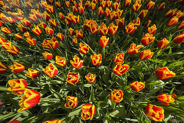 Rote und gelbe bunte Tulpen im Frühling im Keukenhof-Garten in Lisse  Südholland in den Niederlanden