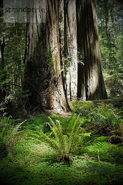 Nahaufnahme von Redwood-Baumstämmen und Vegetation auf dem Waldboden in Nordkalifornien  USA