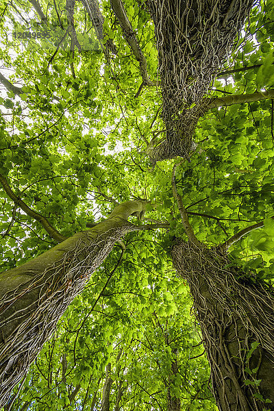 Ahornbaum mit rankenden Pflanzen und Ranken  die am Stamm hochklettern  in dem Dorf St Abbs in Schottland  Vereinigtes Königreich