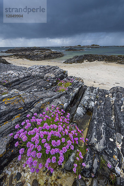 Schottische Küste mit dunklem Himmel und Seerosenblüten (Armeria maritima) an der felsigen Küste im Frühling bei Mallaig in Schottland