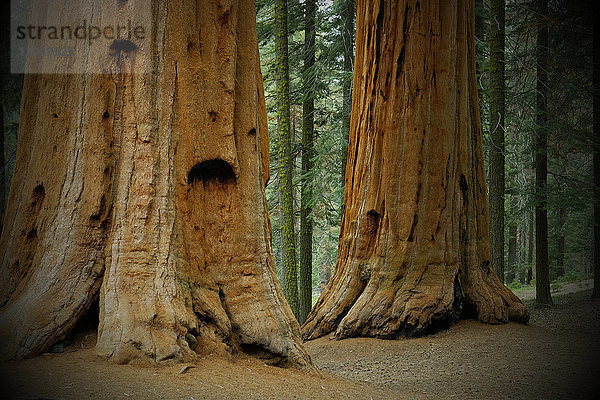 Nahaufnahme der Basis von großen Mammutbaumstämmen in einem Wald in Nordkalifornien  USA