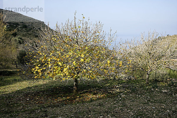 Feigenbaum im Obstgarten  Mallorca  Spanien