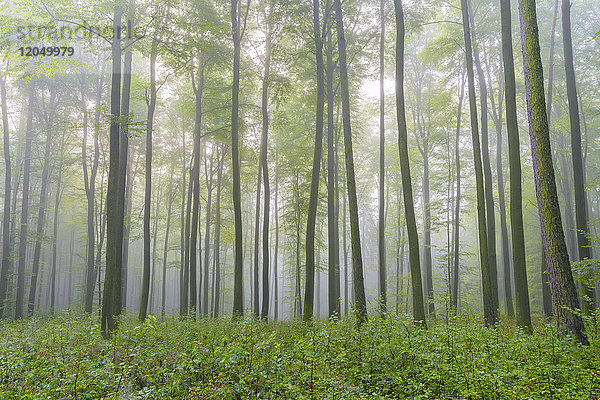 Buchenwald mit Unterholz an einem nebligen Morgen im Naturpark im Spessart in Bayern  Deutschland