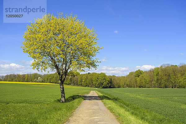 Feld mit Weg und Ahornbaum im Frühling  Lichtel  Baden-Württemberg  Deutschland