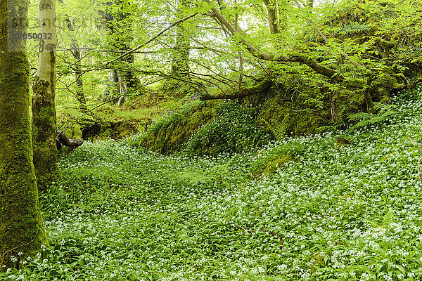 Frühlingswald mit Bärlauch in der Nähe von Armadale auf der Isle of Skye  Schottland  Vereinigtes Königreich