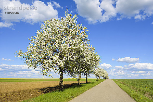 Landstraße mit Birnbaumreihe im Frühling  Spielbach  Baden-Württemberg  Deutschland