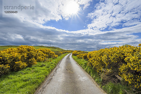 Sonne über Feldern und Straße durch eine von Stechginster gesäumte Landschaft im Frühling in Schottland  Vereinigtes Königreich