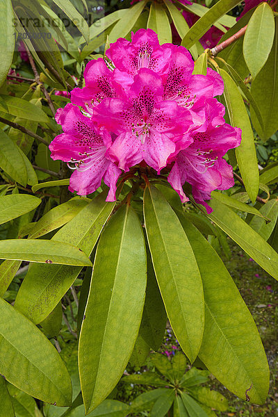 Nahaufnahme eines rosa blühenden Rhododendronstrauchs im Frühling auf der Isle of Skye in Schottland  Vereinigtes Königreich