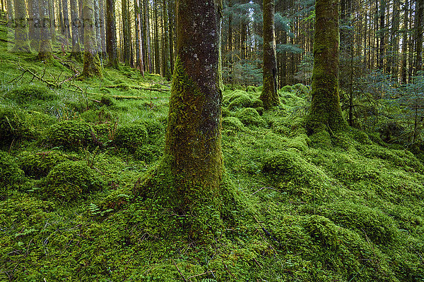 Stark bemooste Baumstämme und Waldboden in einem Nadelwald am Loch Awe in Argyll und Bute in Schottland
