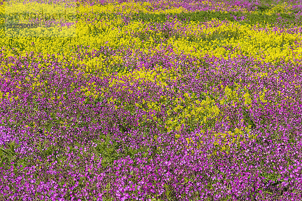 Nahaufnahme eines Feldes mit rosa Blumen und blühendem Raps in Bamburgh in Northumberland  England  Vereinigtes Königreich