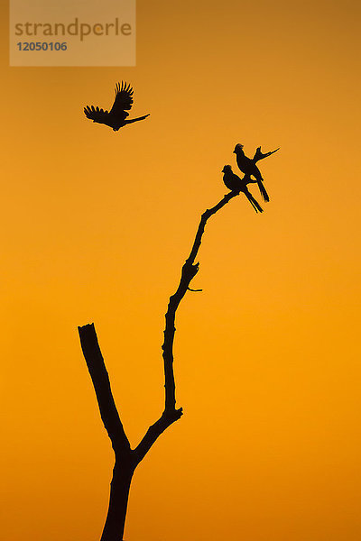 Wegflugvögel (Corythaixoides concolor) vor einem wunderschönen Sonnenaufgangshimmel in Botswana  Afrika.