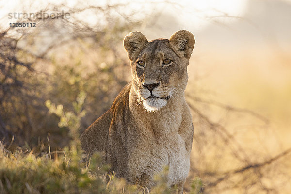 Porträt einer afrikanischen Löwin (Panthera leo)  die im Dickicht des Okavango-Deltas in Botsuana  Afrika  sitzt