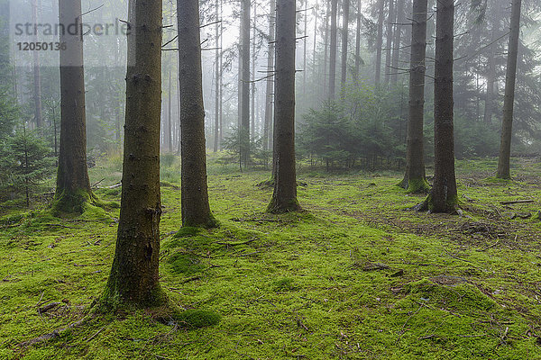 Morgendlicher Dunst in einem Nadelwald im Odenwald in Hessen  Deutschland
