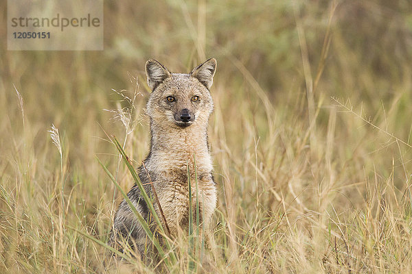 Porträt eines Schabrackenschakals (Canis adustus) im Okavango-Delta in Botswana  Afrika