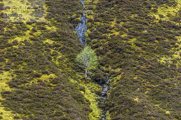 Erhöhte Ansicht von Sträuchern und einem Baum an einem Berghang im Frühling in Schottland  Vereinigtes Königreich
