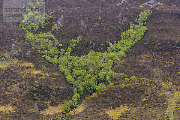 Erhöhte Ansicht einer Heidelandschaft mit Bäumen an einem Berghang im Frühling in Schottland  Vereinigtes Königreich
