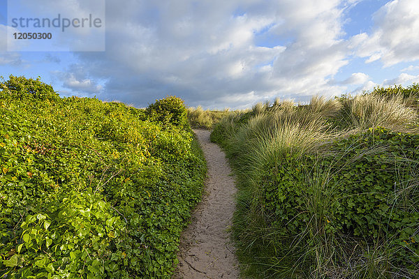 Mit Efeupflanzen gesäumter Weg neben den Sanddünen in Bamburgh in Northumberland  England  Vereinigtes Königreich