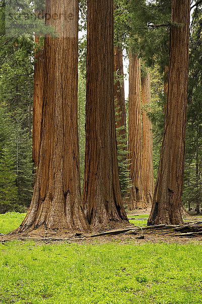 Sequoia-Bäume im Wald in Nordkalifornien  USA