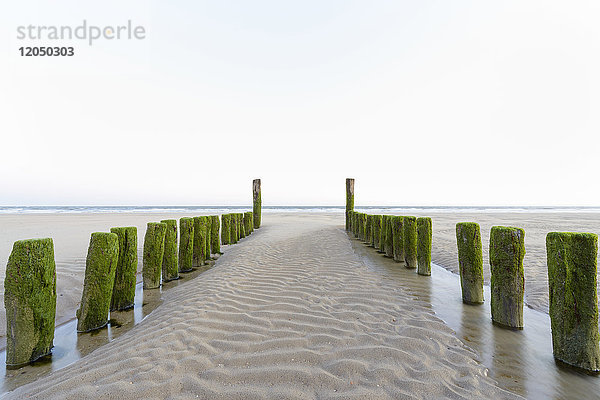 Moosbewachsener hölzerner Wellenbrecher am Sandstrand bei Ebbe  Domburg  Nordsee  Zeeland  Niederlande