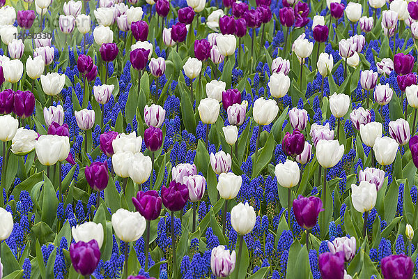 Bunte Tulpen und Traubenhyazinthen im Frühling in den Keukenhof-Gärten in Lisse  Südholland in den Niederlanden