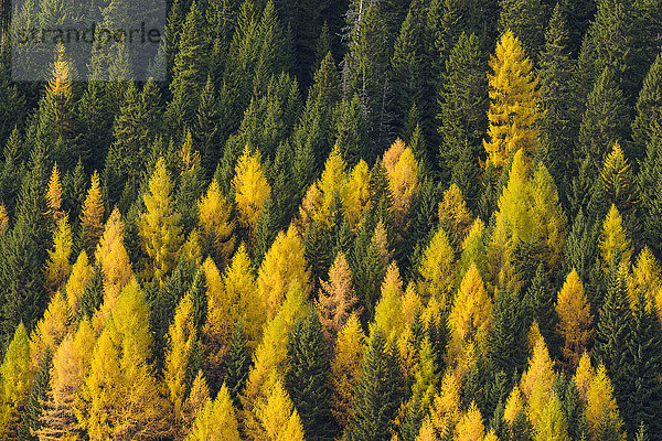 Blick auf einen Bergwald in den Dolomiten mit goldenen Lärchen bei Misurina in Cadore im Bezirk Belluno in Venetien  Italien