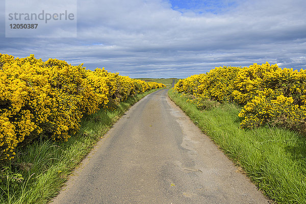 Straße durch eine von Stechginster gesäumte Landschaft im Frühling in Schottland  Vereinigtes Königreich