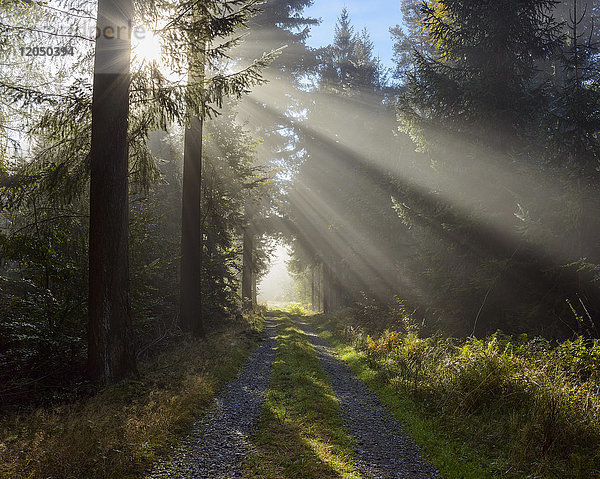 Waldweg mit Morgennebel und Sonnenstrahlen im Odenwald in Hessen  Deutschland