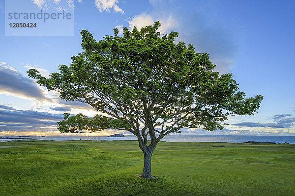 Ahornbaum auf einem Golfplatz an der Küste von North Berwick in Schottland  Vereinigtes Königreich