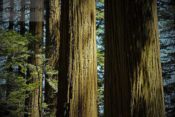 Nahaufnahme von Redwood-Baumstämmen in einem Wald in Nordkalifornien  USA