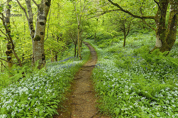 Weg durch einen Frühlingswald mit Bärlauch und Glockenblumen in der Nähe von Armadale auf der Isle of Skye in Schottland  Vereinigtes Königreich