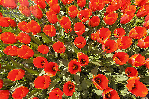 Leuchtend rote Tulpen in voller Blüte im Frühling in den Keukenhof-Gärten in Lisse  Südholland in den Niederlanden