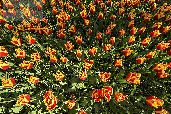 Rote und gelbe bunte Tulpen im Frühling im Keukenhof-Garten in Lisse  Südholland in den Niederlanden