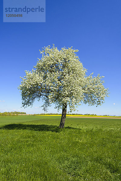 Blühender Birnbaum auf einer Wiese im Frühling  Finsterlohr  Baden-Württemberg  Deutschland