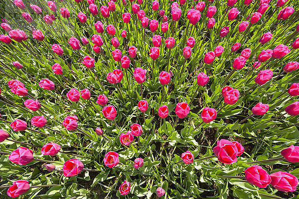 Leuchtend rosa Tulpen im Frühling in den Keukenhof-Gärten in Lisse  Südholland in den Niederlanden