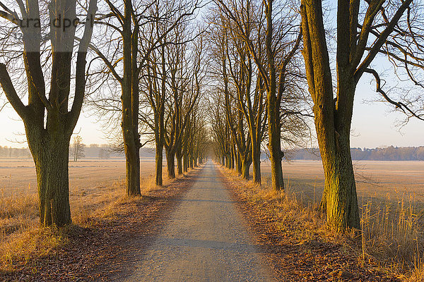Von Kastanienbäumen gesäumte Straße im frühen Morgenlicht im Februar in Hessen  Deutschland