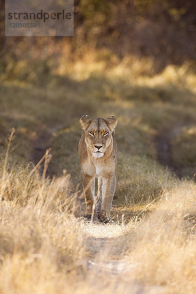 Porträt einer afrikanischen Löwin (Panthera leo)  die durch das Grasland im Okavango-Delta in Botswana  Afrika  spaziert