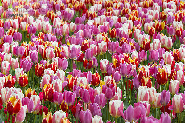 Bunte Tulpen im Frühling in den Keukenhof-Gärten in Lisse  Südholland in den Niederlanden