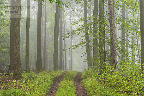Weg durch einen nebligen Buchenwald im Naturpark Spessart in Bayern  Deutschland