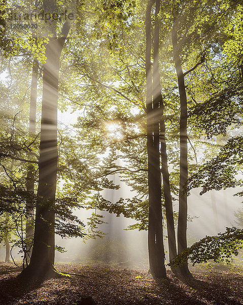 Wald am Morgen mit Sonnenstrahlen durch den Dunst im Odenwald in Hessen  Deutschland