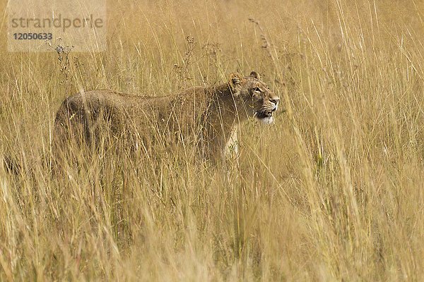 Afrikanische Löwin (Panthera leo) beim Spaziergang durch hohes Gras im Okavango-Delta in Botswana  Afrika