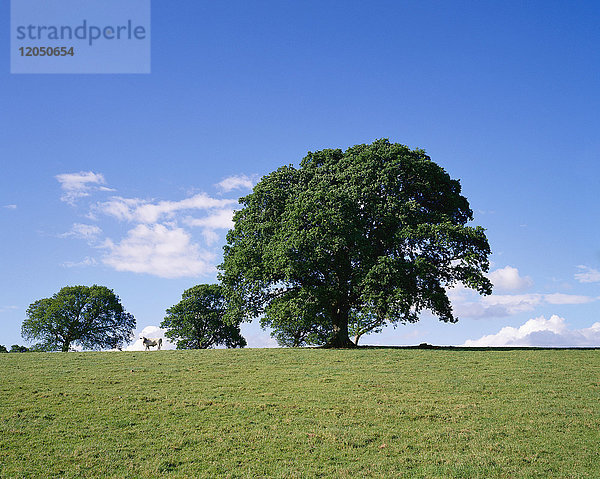 Bäume und Feld  Schloss Crom  Irland