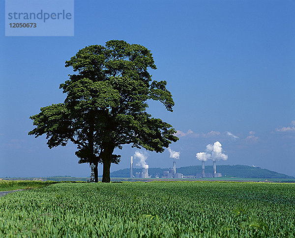 Baum im Feld  Braunkohlekraftwerk im Hintergrund  Neurath bei Grevenbroich  Deutschland