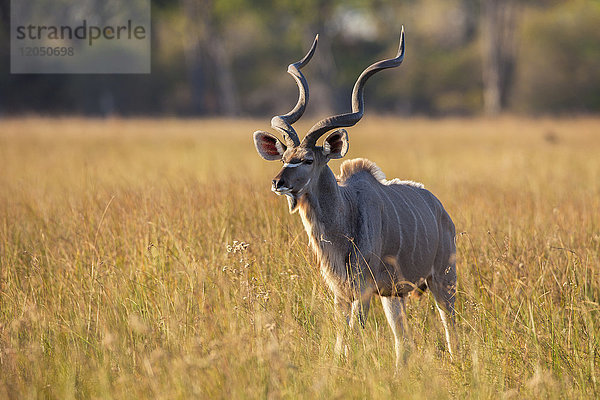Großer Kudu (Tragelaphus strepsiceros) im Gras stehend im Okavango-Delta in Botswana  Afrika