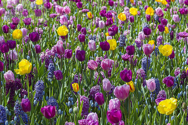 Bunte Tulpen und Hyazinthen im Frühling in den Keukenhof-Gärten in Lisse  Südholland in den Niederlanden