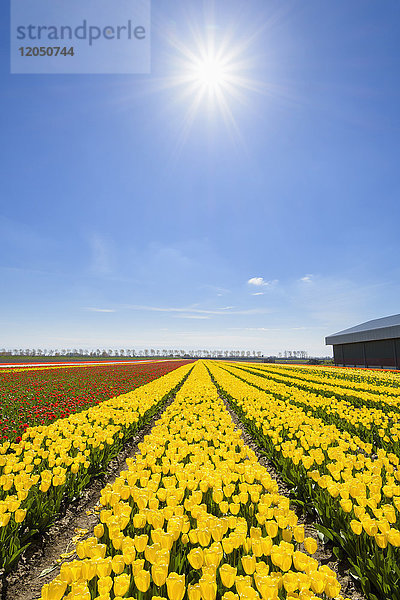 Blick über gelbe Tulpenfelder mit Sonne im Frühling  Abbenes  Nordholland  Niederlande